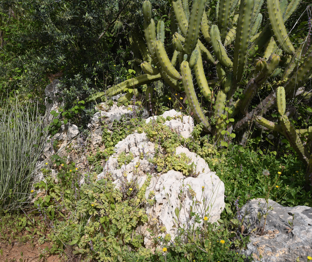 Image of Coleus australis specimen.