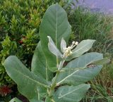 Calotropis gigantea