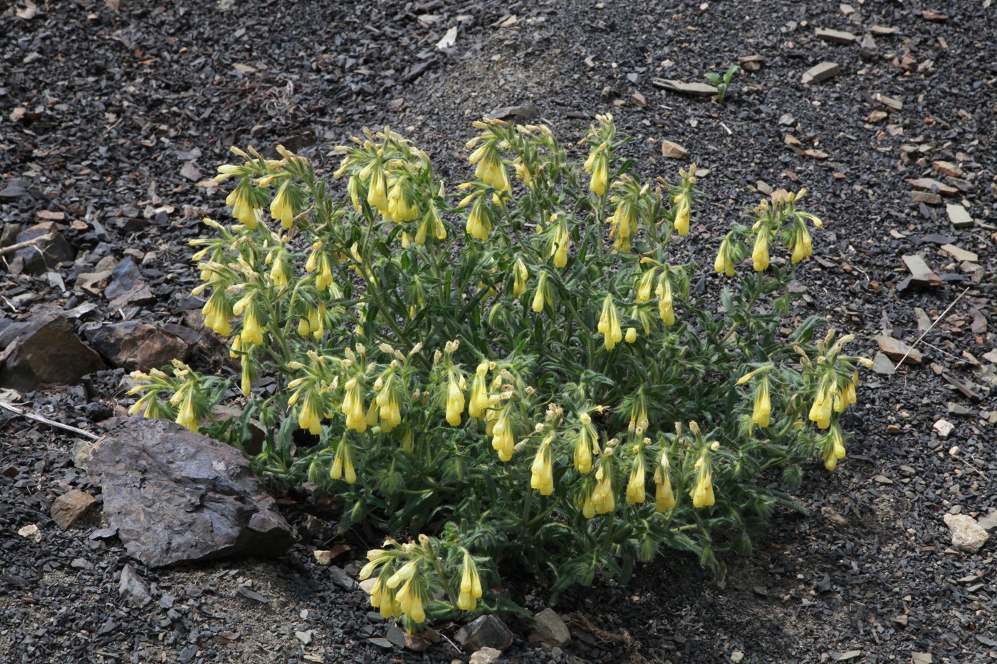 Image of Onosma caucasica specimen.