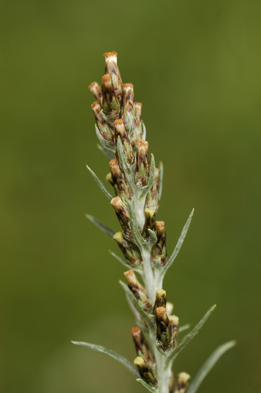 Изображение особи Omalotheca sylvatica.