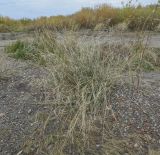 Echinochloa crus-galli. Завершающее плодоношение растение с засохшими генеративными побегами. Татарстан, Агрызский р-н, с. Красный Бор, берег Нижнекамского водохранилища. 10.10.2021.