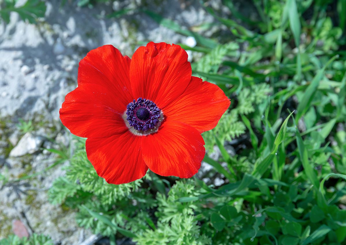 Изображение особи Anemone coronaria.