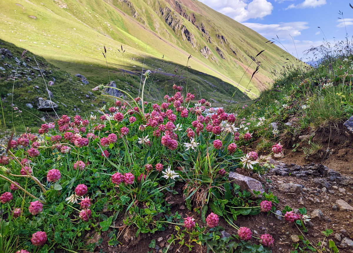 Изображение особи Trifolium raddeanum.