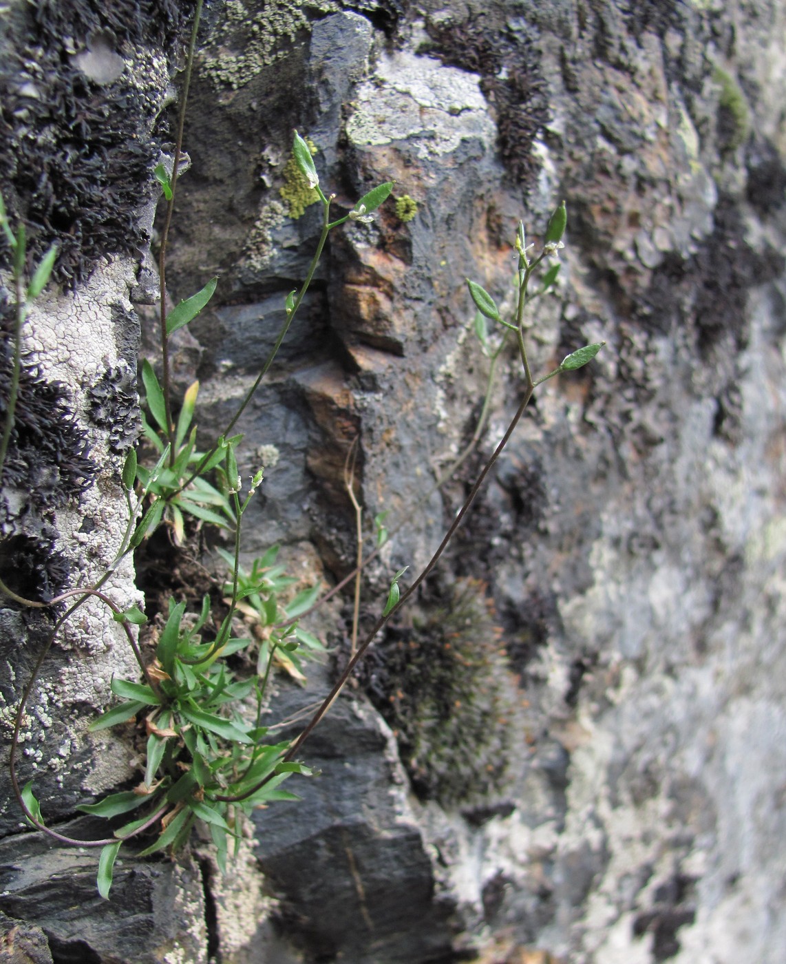 Image of Draba elisabethae specimen.