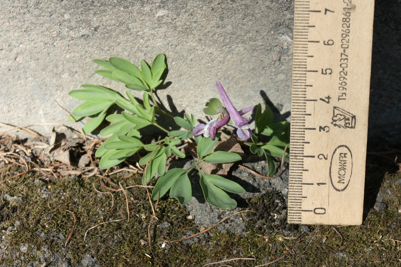 Изображение особи Corydalis solida.