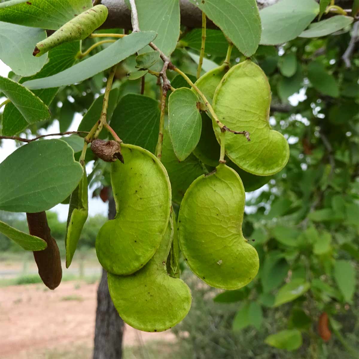 Изображение особи Colophospermum mopane.