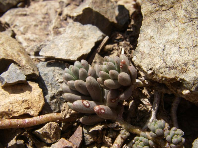 Image of Sedum alberti specimen.