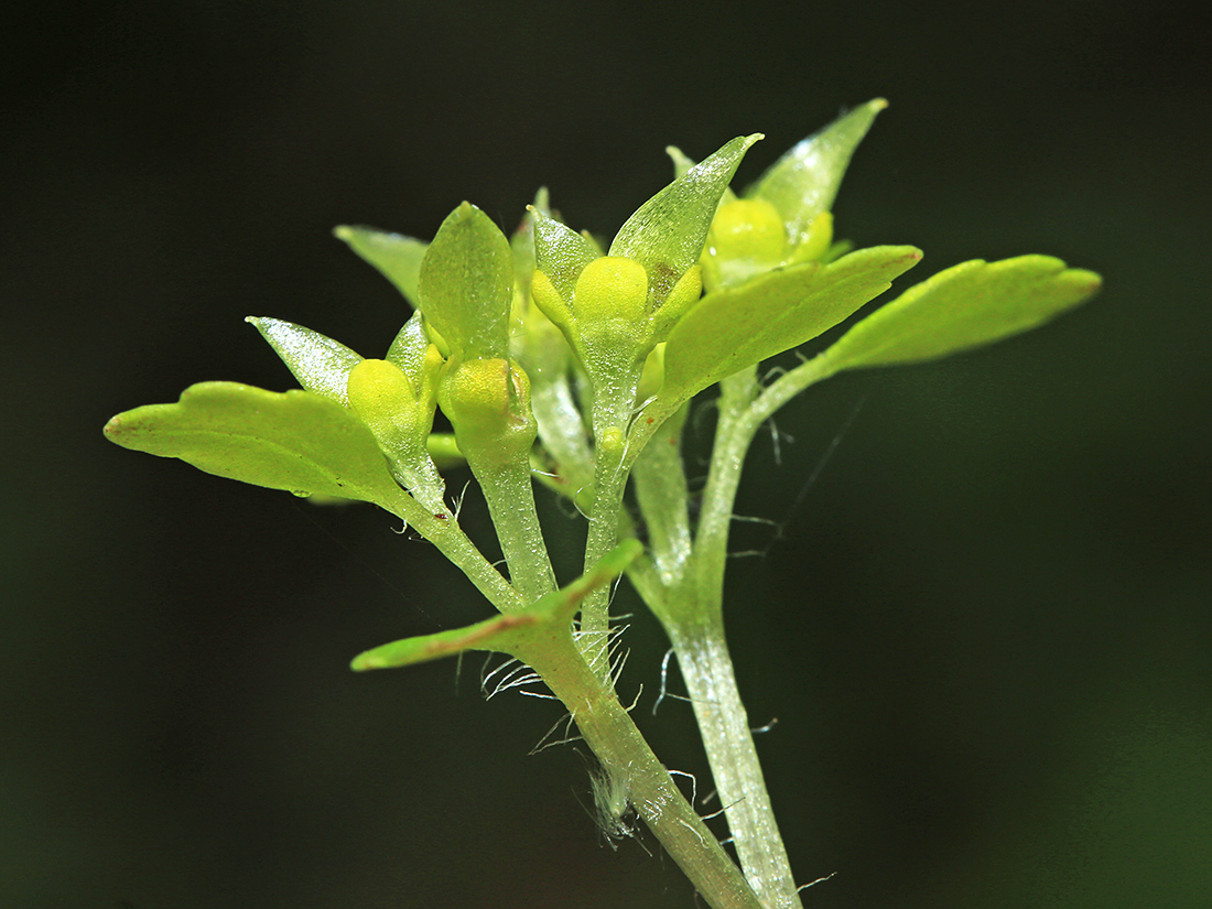 Image of Chrysosplenium pseudofauriei specimen.