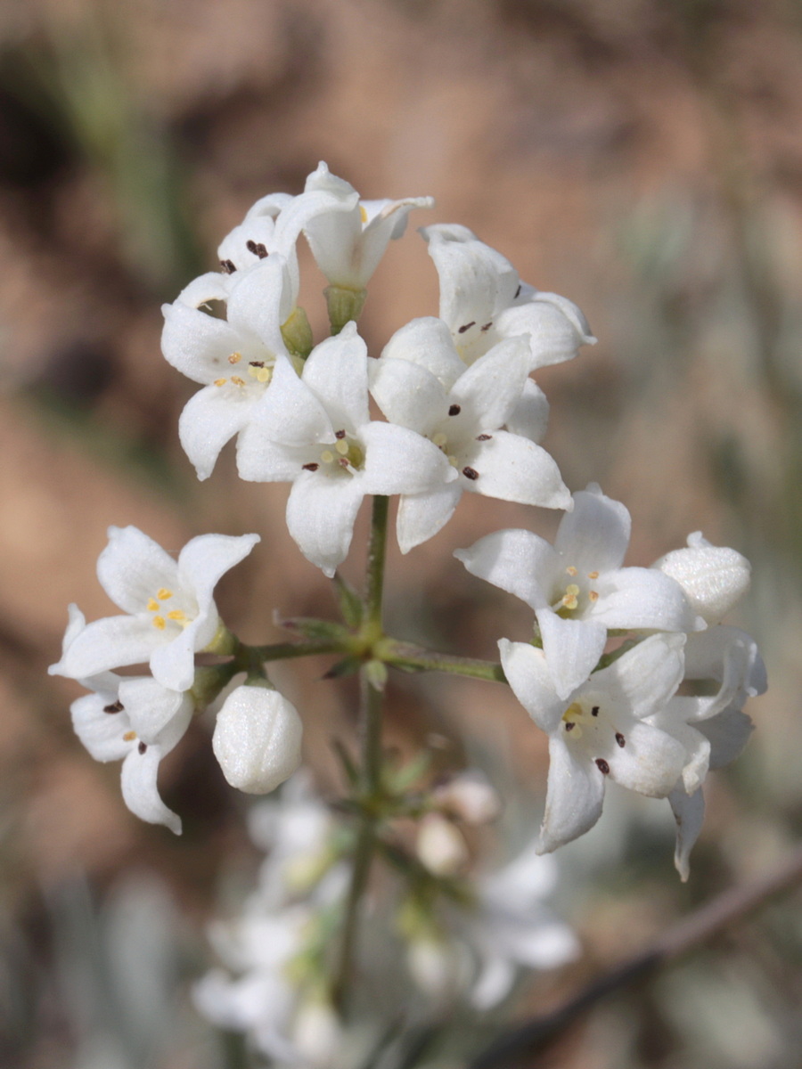 Изображение особи Galium octonarium.