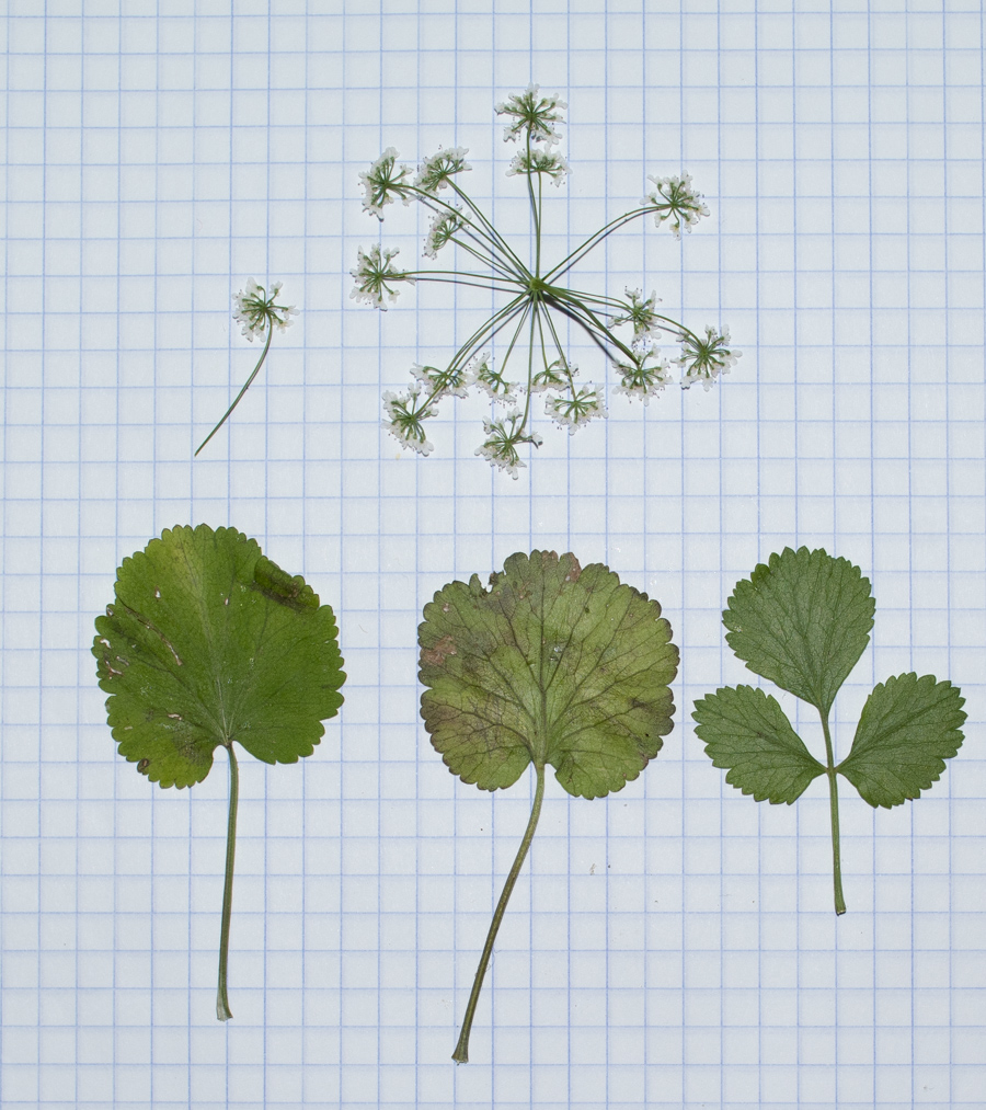 Image of Pimpinella cretica specimen.