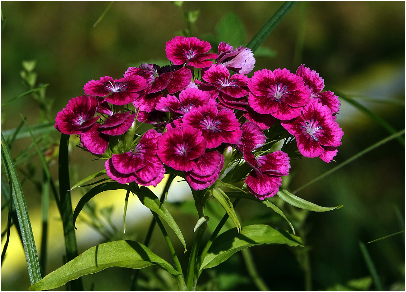 Image of Dianthus barbatus specimen.