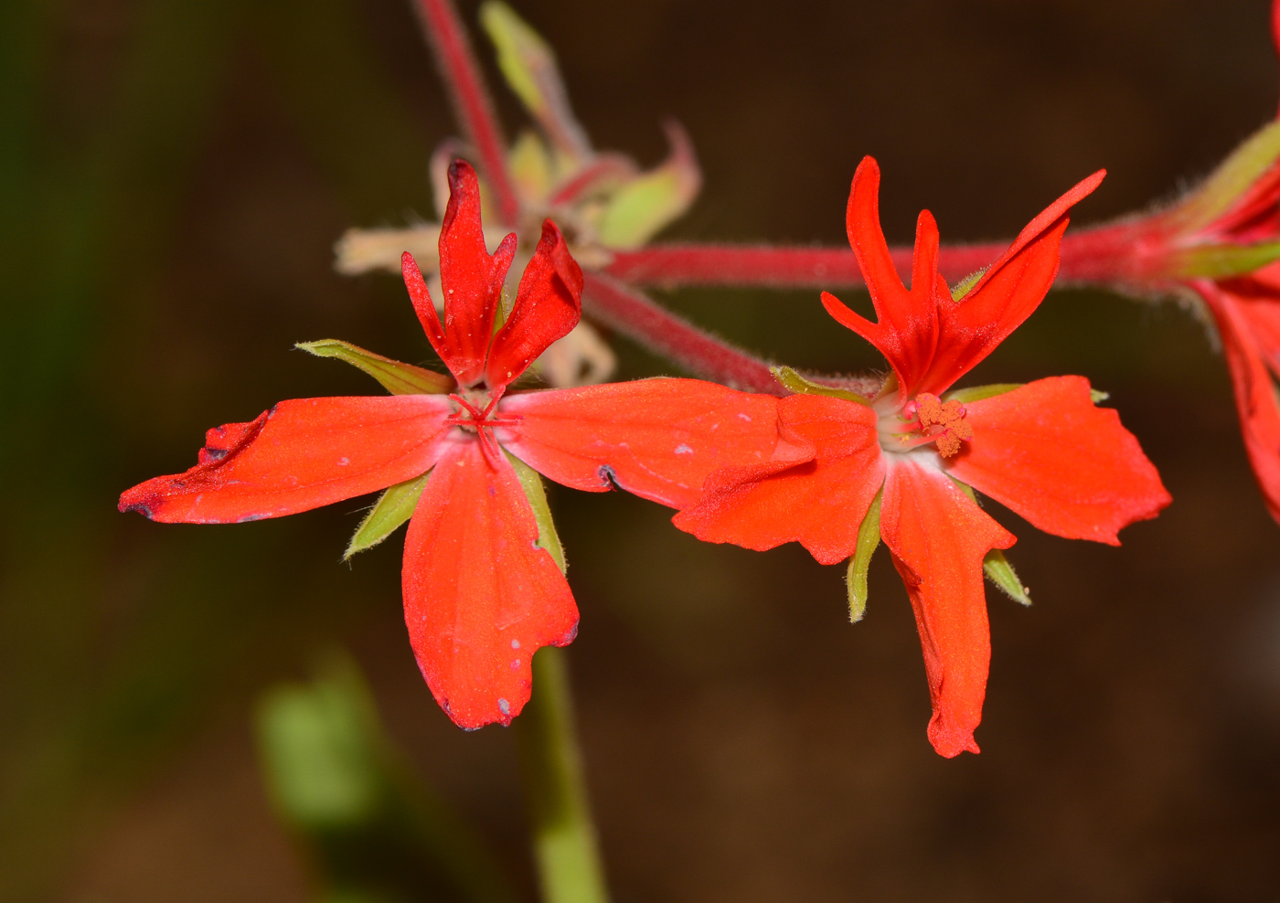 Image of genus Pelargonium specimen.