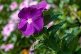 Catharanthus roseus. Верхушка побега с цветком. Израиль, г. Бат-Ям, в культуре. 08.10.2022.