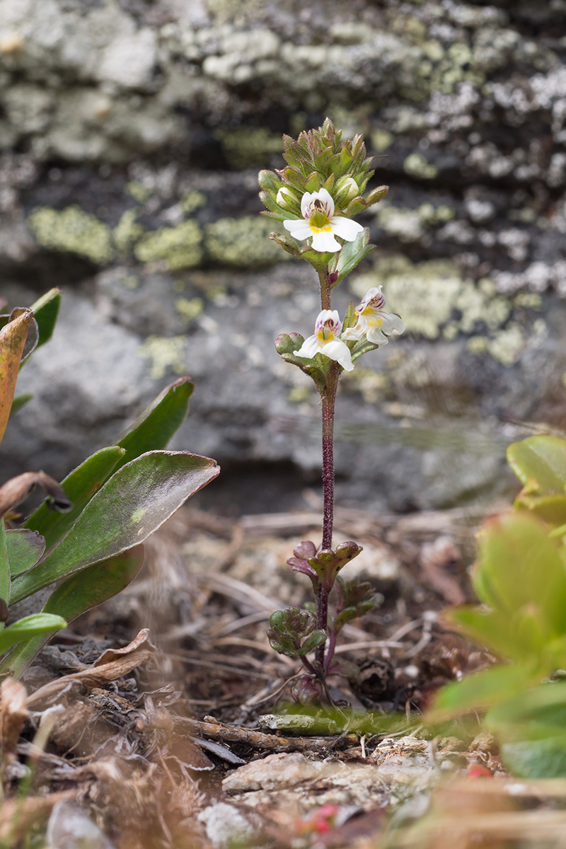 Image of Euphrasia ossica specimen.