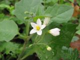 Смотреть изображение Solanum nigrum подвид schultesii