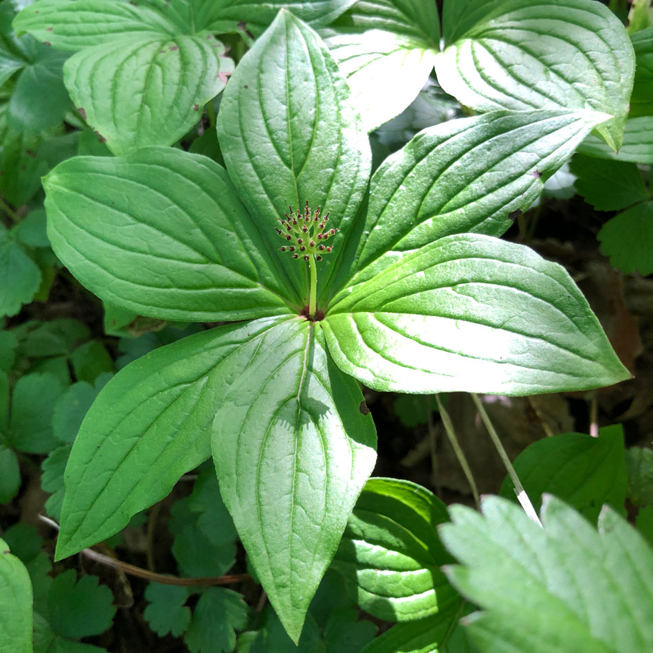 Изображение особи Chamaepericlymenum canadense.