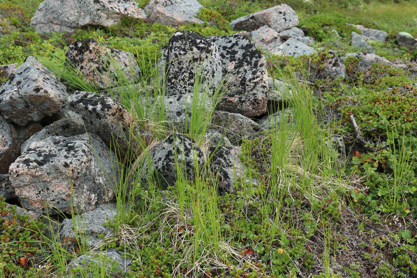 Image of Carex juncella specimen.