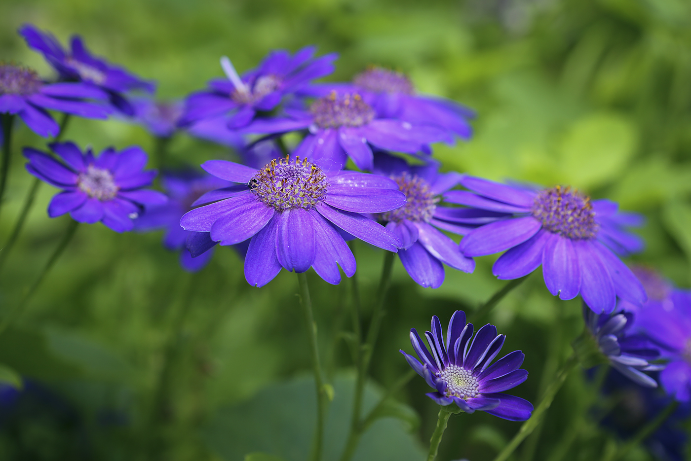 Image of Pericallis hybrida specimen.