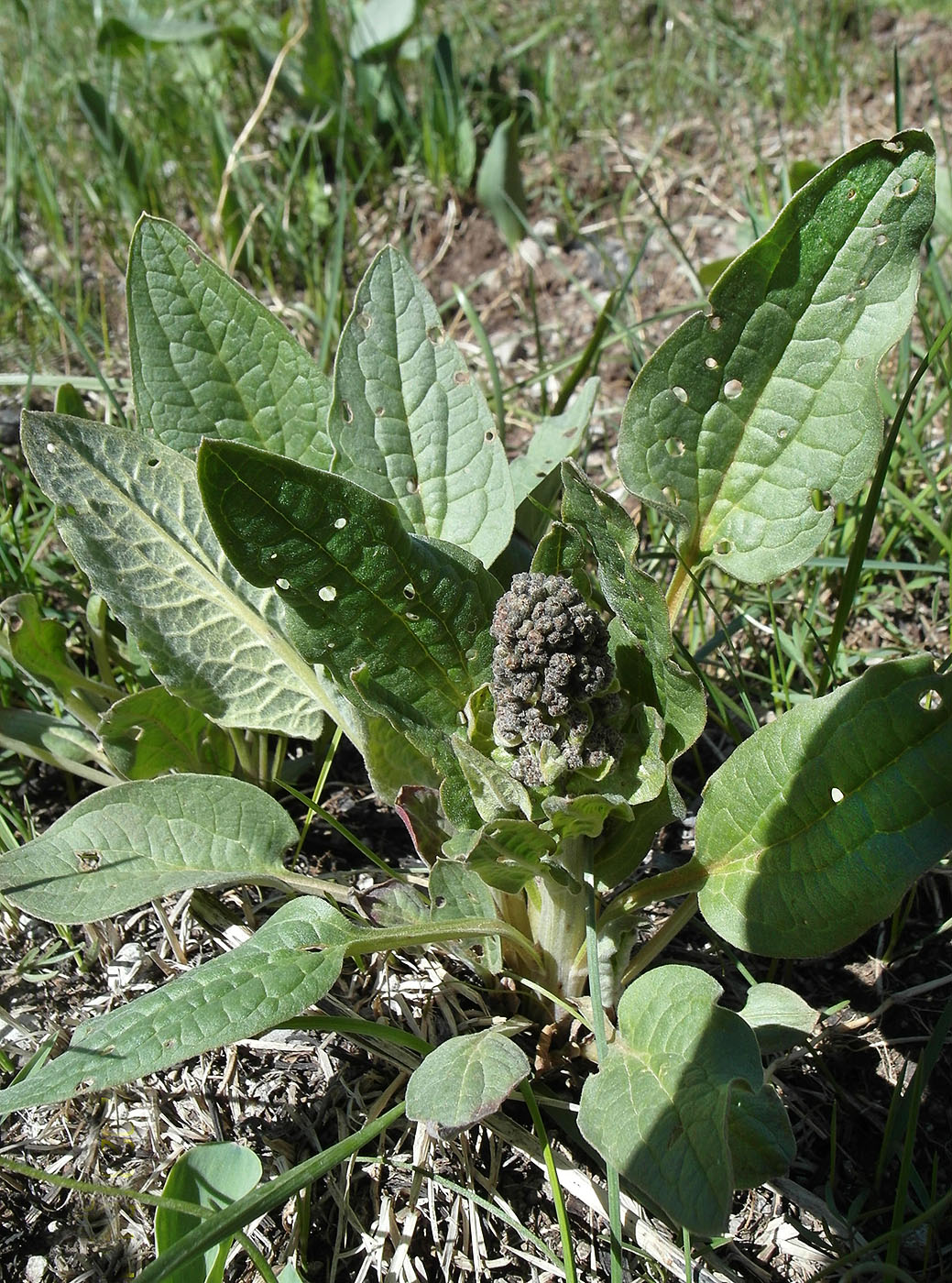 Image of Solenanthus circinnatus specimen.