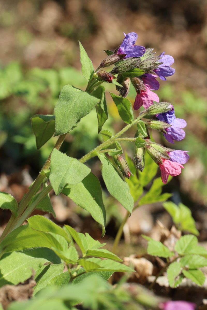 Image of Pulmonaria obscura specimen.