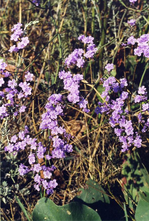 Изображение особи Limonium scoparium.