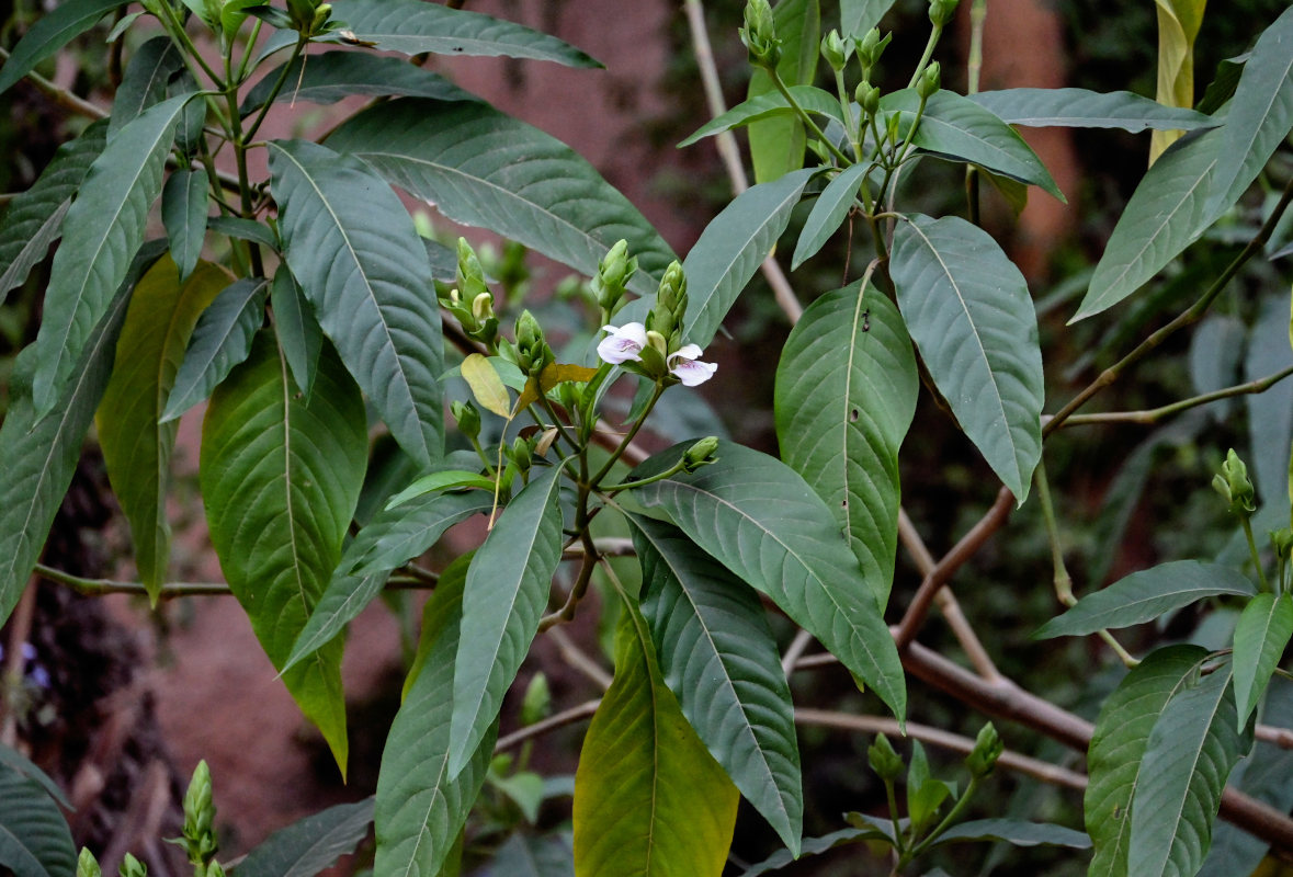 Image of Justicia adhatoda specimen.