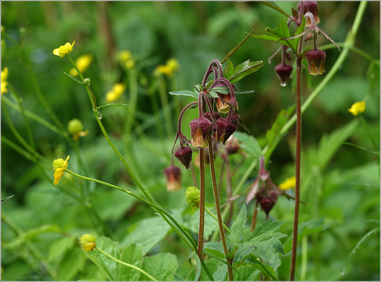 Image of Geum rivale specimen.