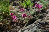 Oxytropis floribunda