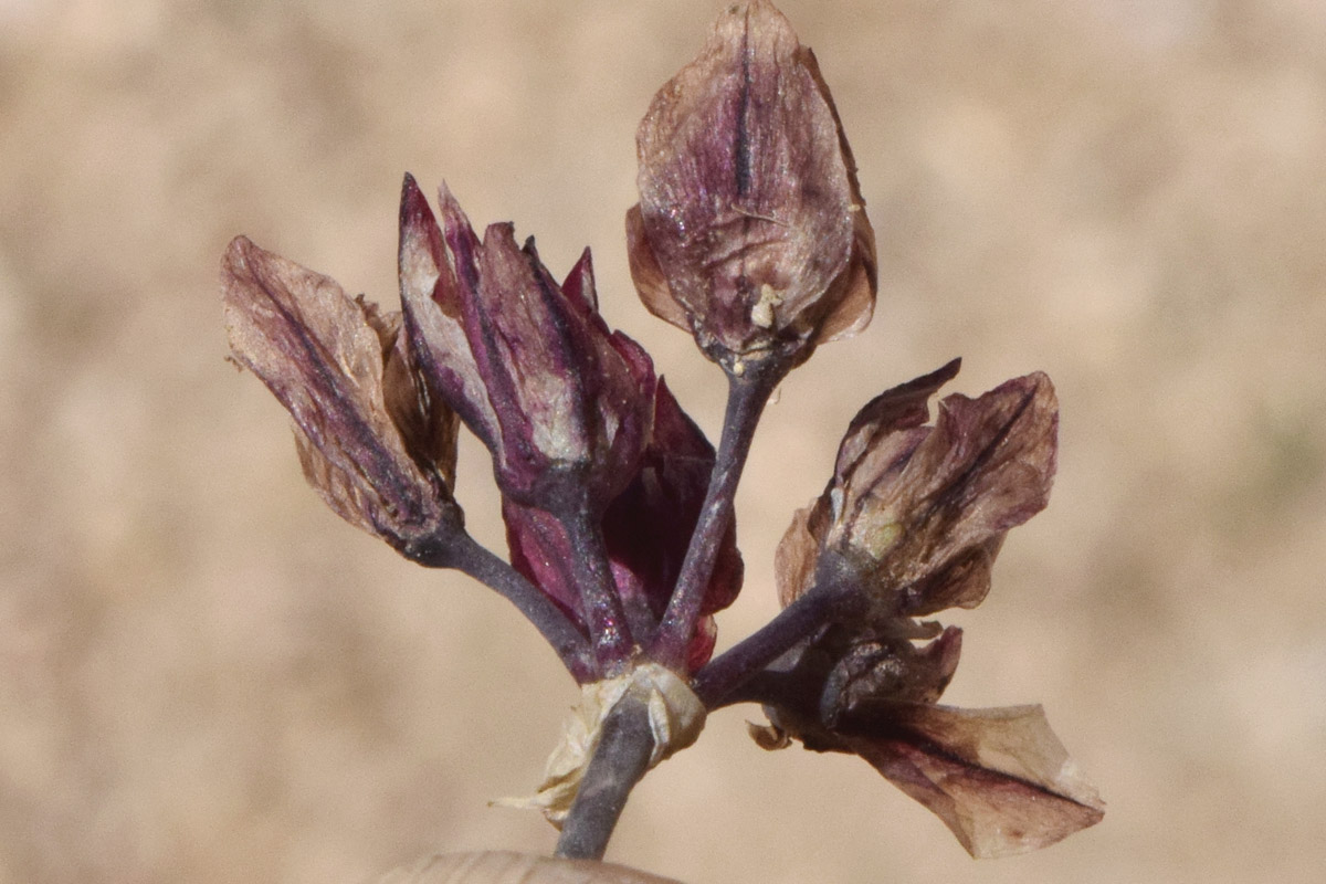 Image of Allium oreophilum specimen.