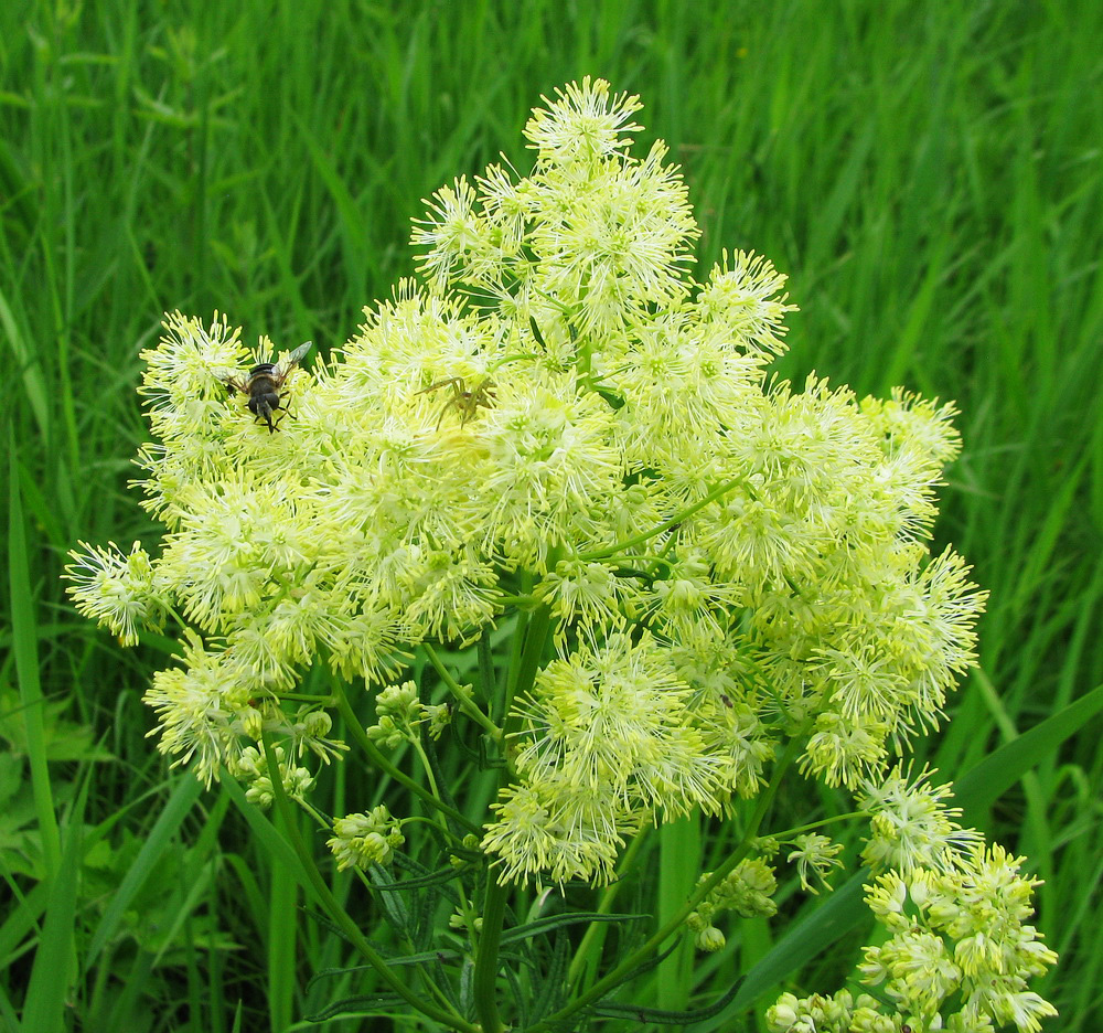 Изображение особи Thalictrum lucidum.