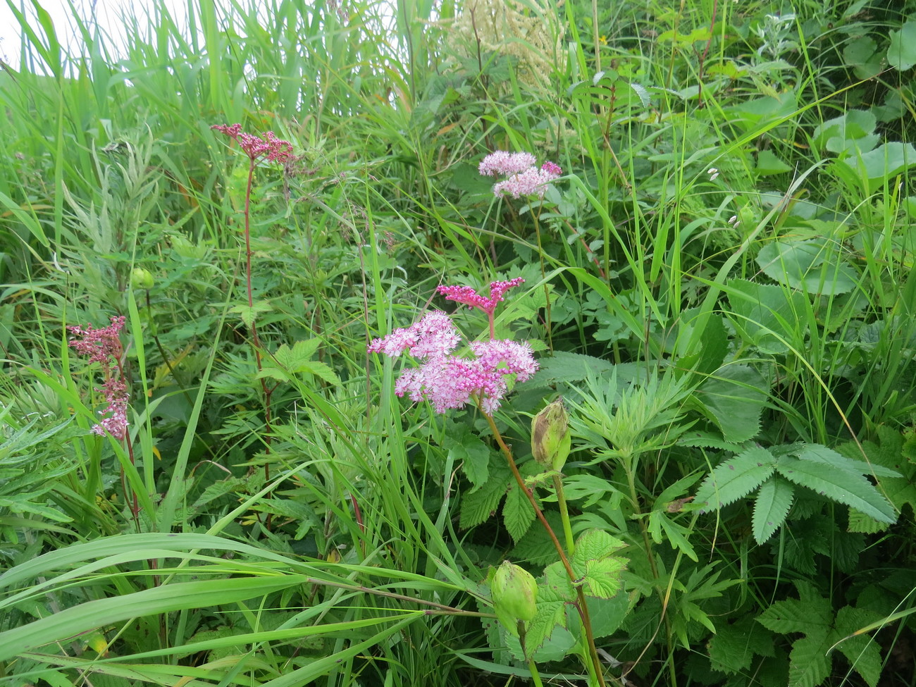 Image of Filipendula palmata specimen.