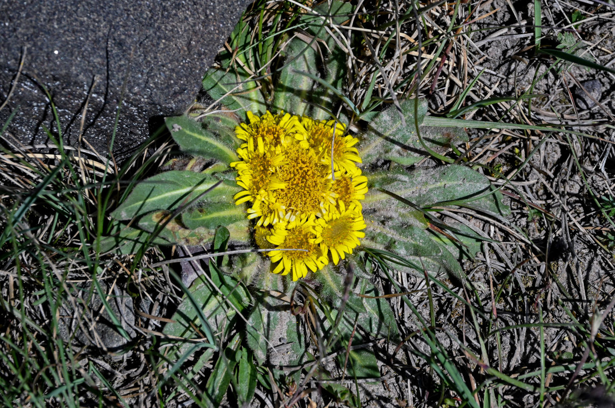 Изображение особи Inula rhizocephala.