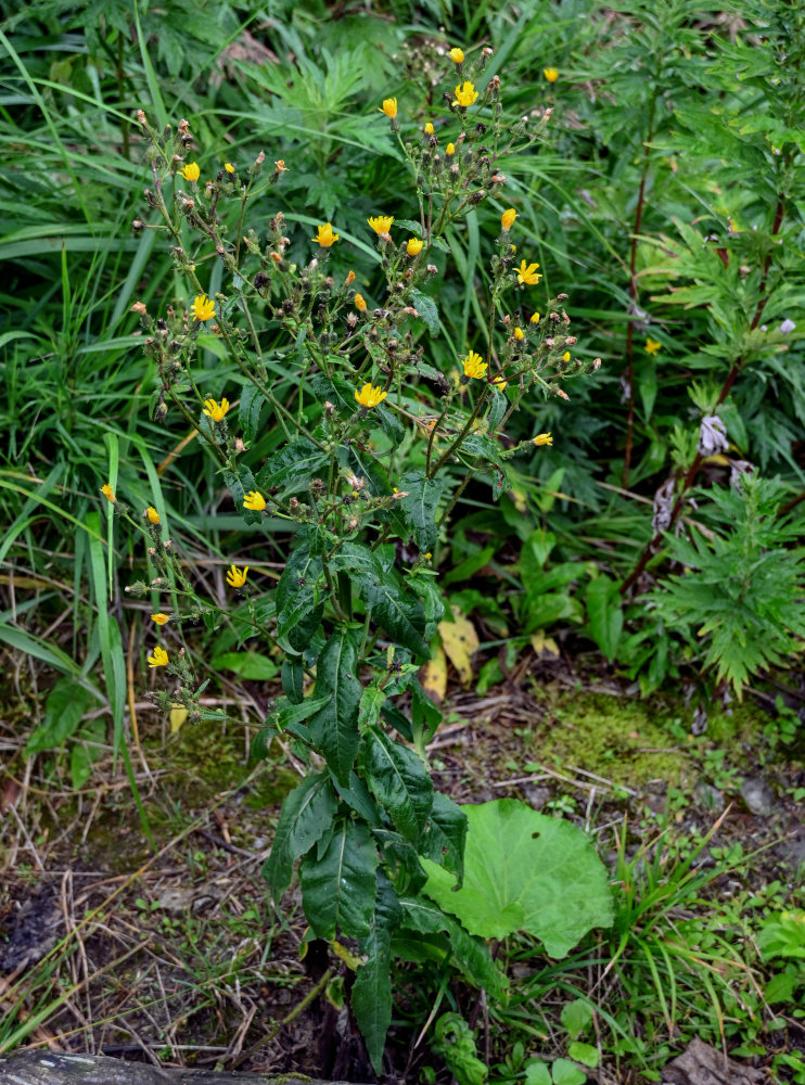 Image of Picris japonica specimen.