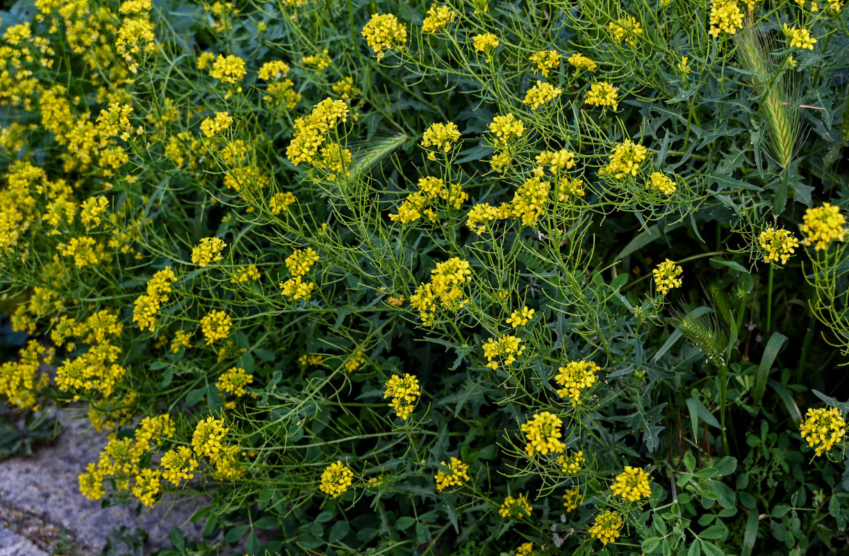 Image of Sisymbrium loeselii specimen.