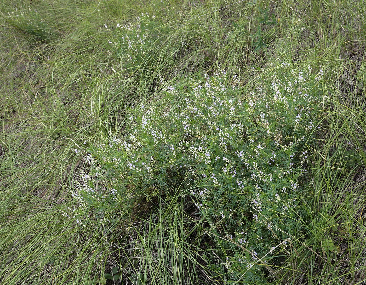 Изображение особи Astragalus sulcatus.