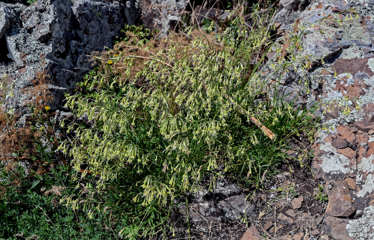 Изображение особи Silene saxatilis.