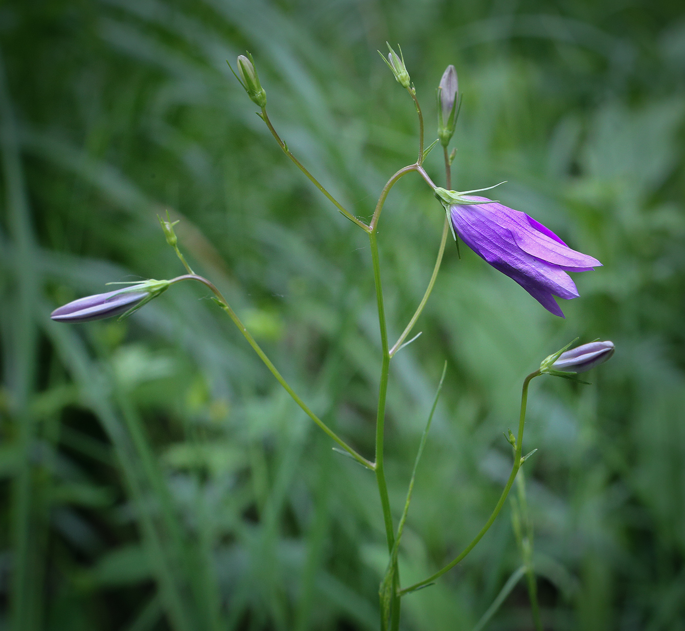 Image of Campanula patula specimen.