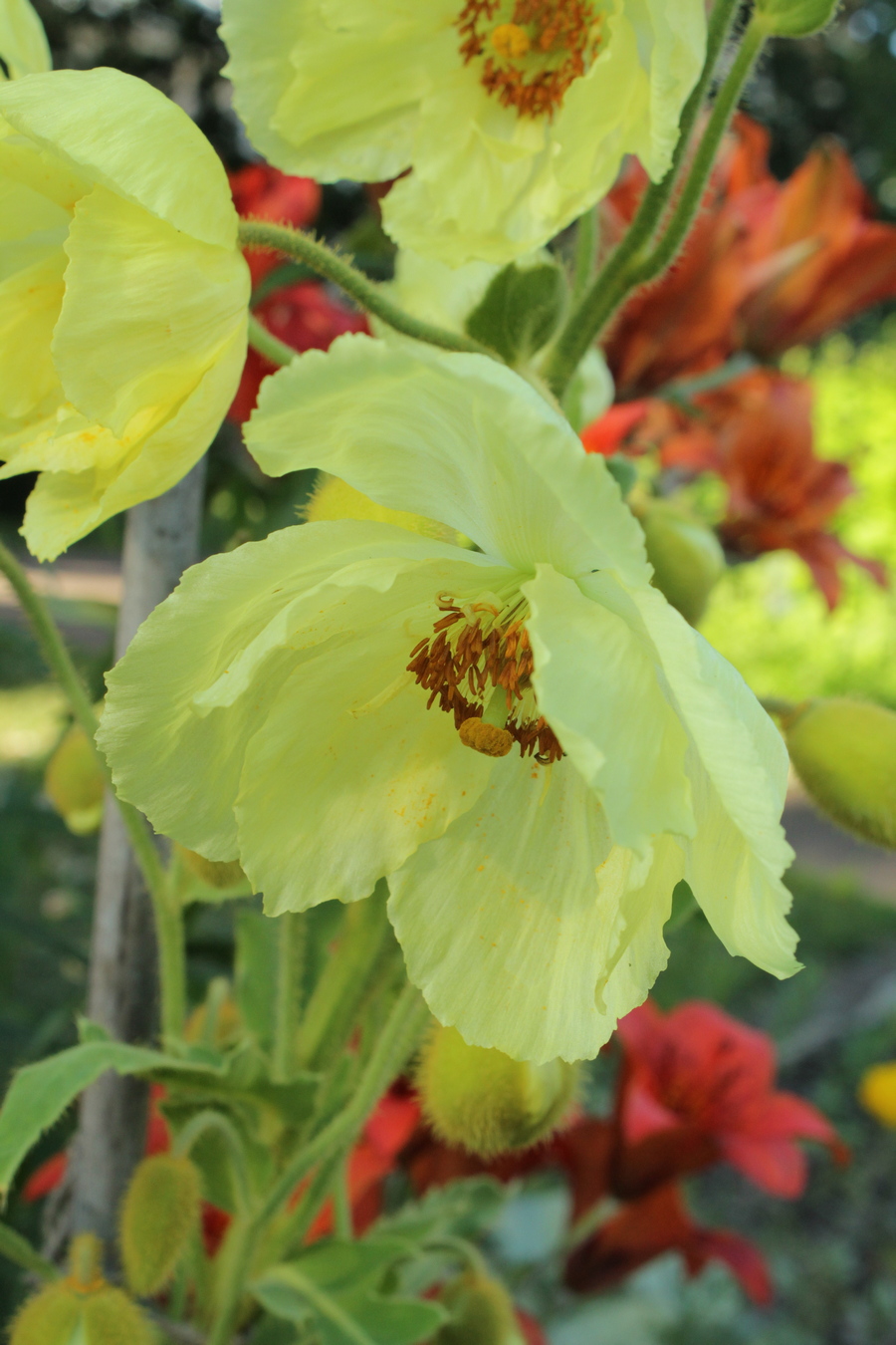 Image of Meconopsis paniculata specimen.