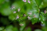 Sanicula europaea. Соцветие с кормящимся жуком. Грузия, Самцхе-Джавахети, окр. г. Боржоми, широколиственный лес. 11.06.2023.