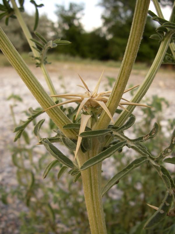 Изображение особи Centaurea iberica.