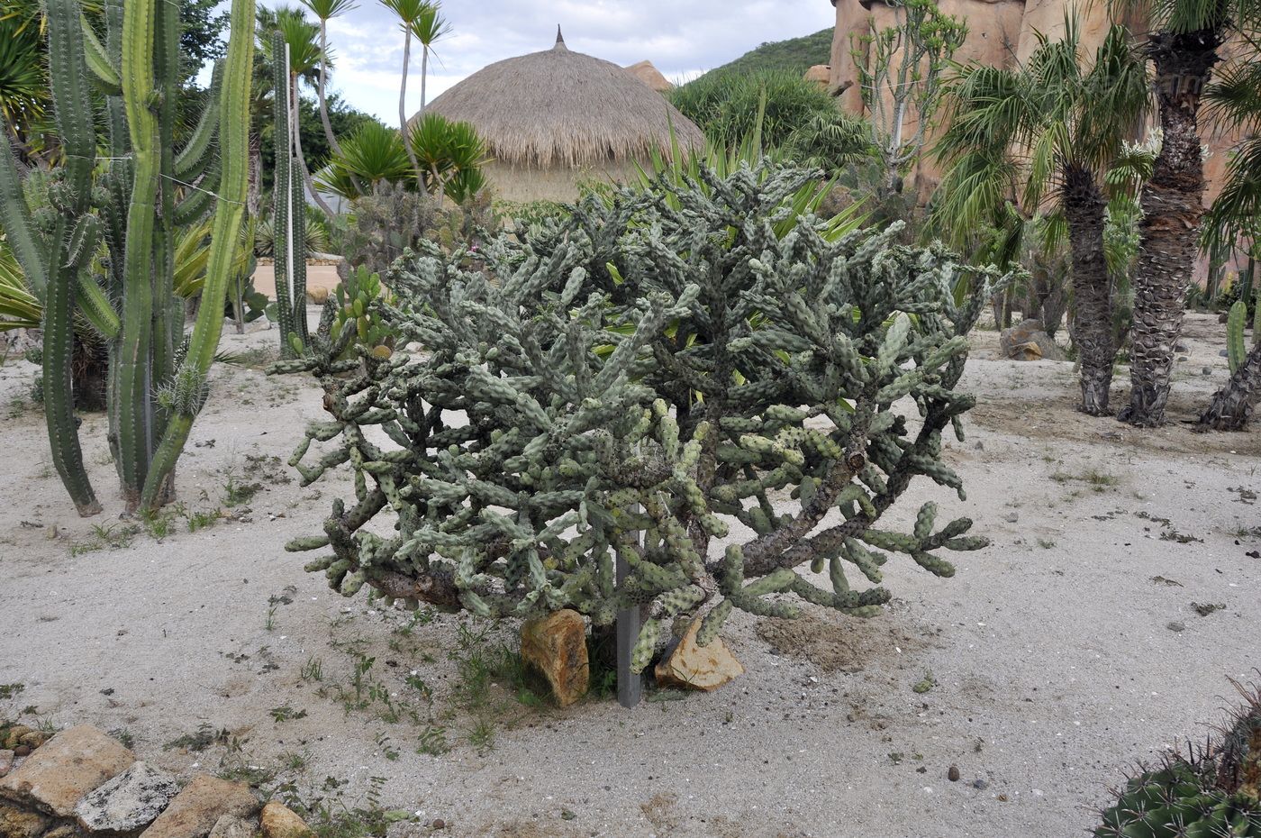 Изображение особи Cylindropuntia imbricata.