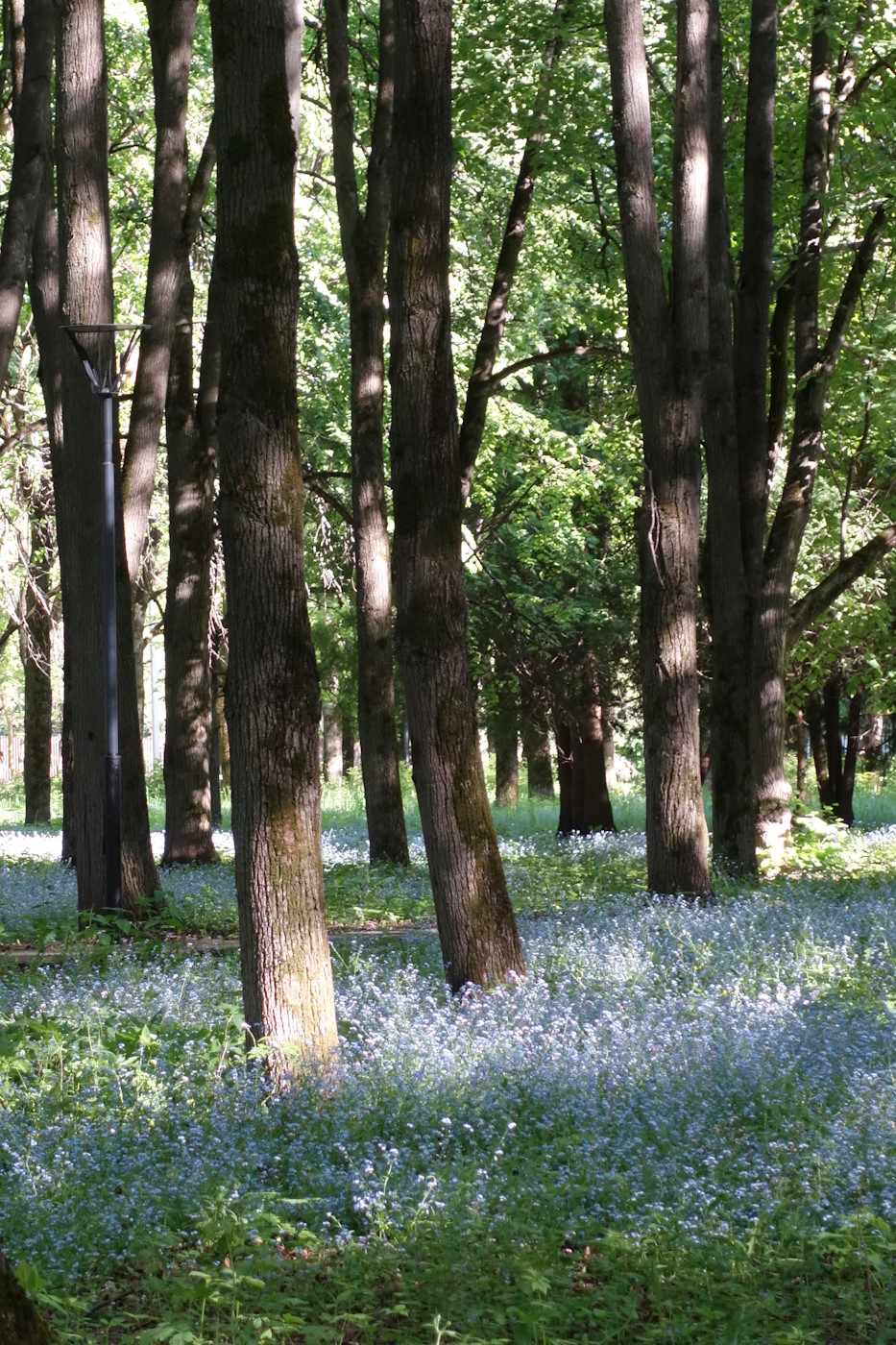 Изображение особи Myosotis sylvatica.