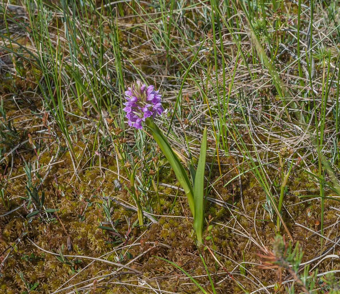 Изображение особи Dactylorhiza incarnata.