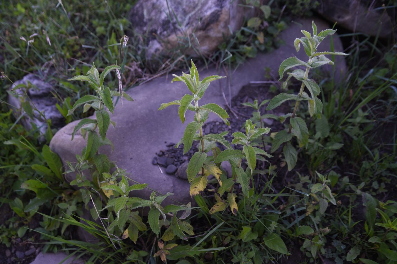 Изображение особи Mentha longifolia.