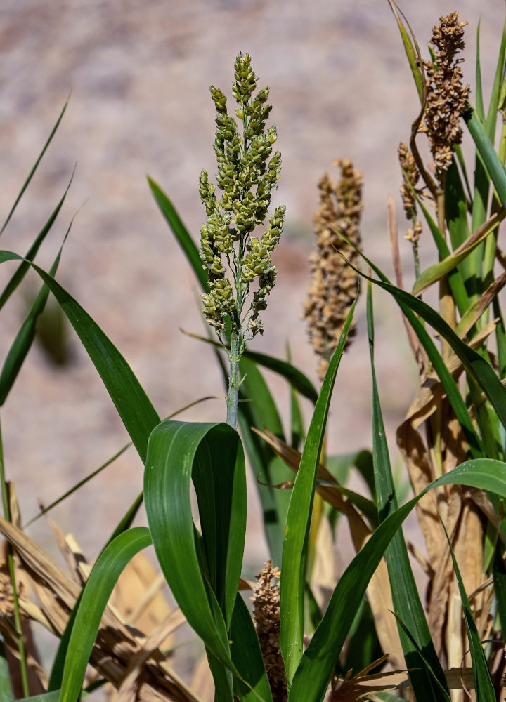 Image of Sorghum bicolor specimen.