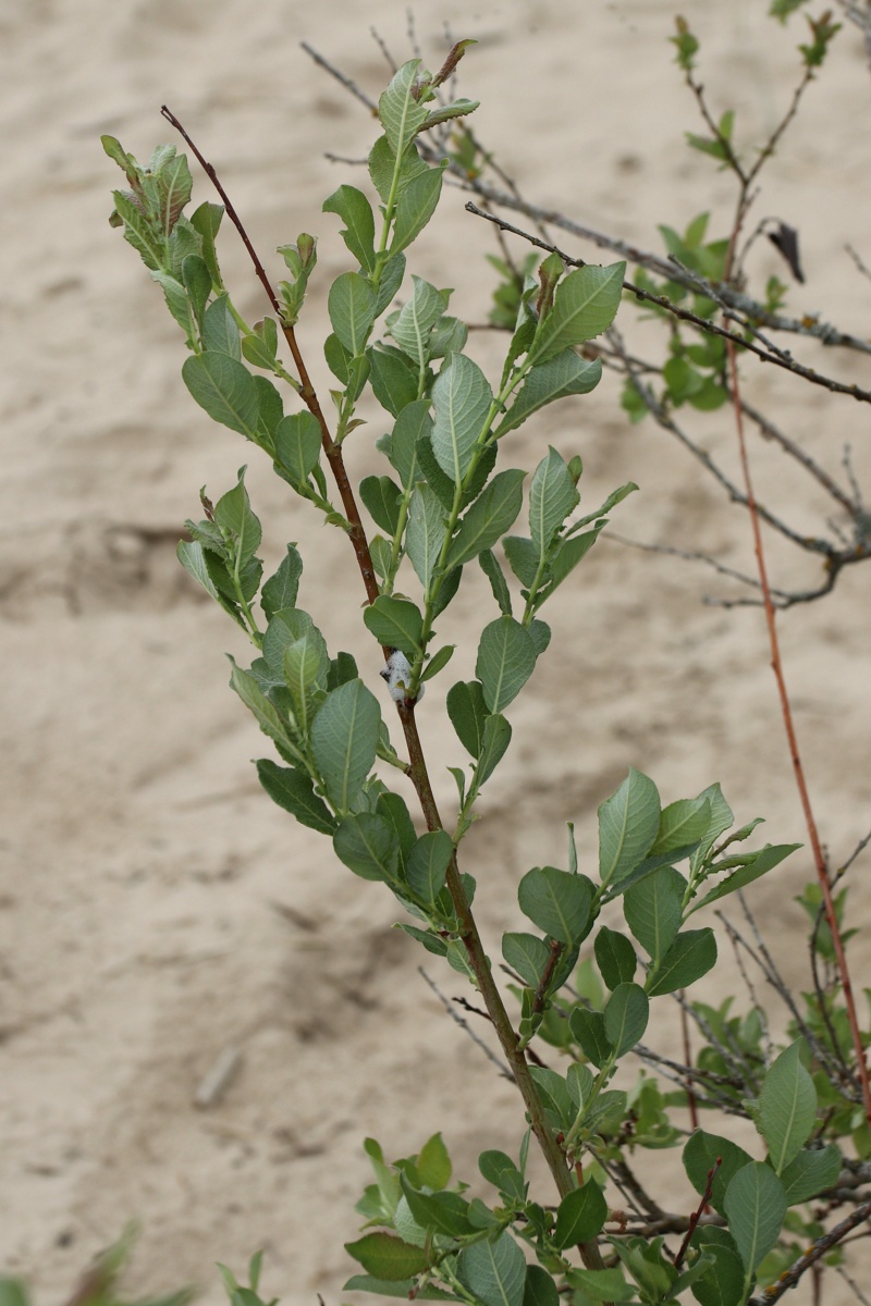 Image of Salix starkeana specimen.