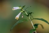 Melampyrum pratense. Верхушка цветущего растения. Воронежская обл., Воронежский заповедник, сосновый бор. 11.07.2024.