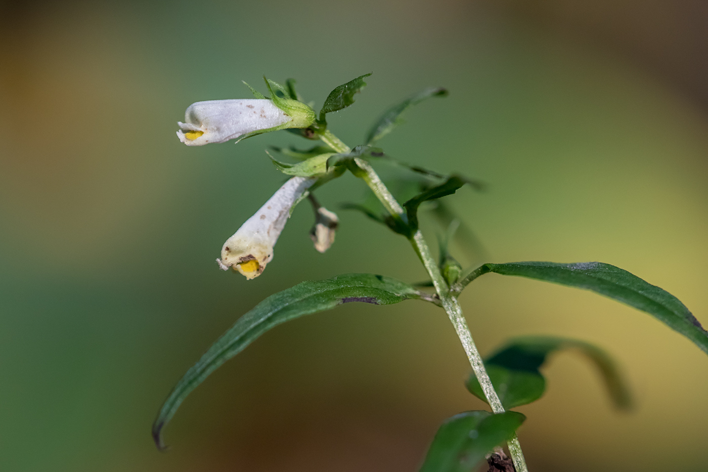 Image of Melampyrum pratense specimen.