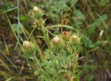 Carlina biebersteinii. Верхушка отцветающего растения. Рязанская обл., Милославский р-н, окр. дер. Гаи, на границе Тульской обл., балка Крутой Овраг, луг. 30 июля 2024 г.