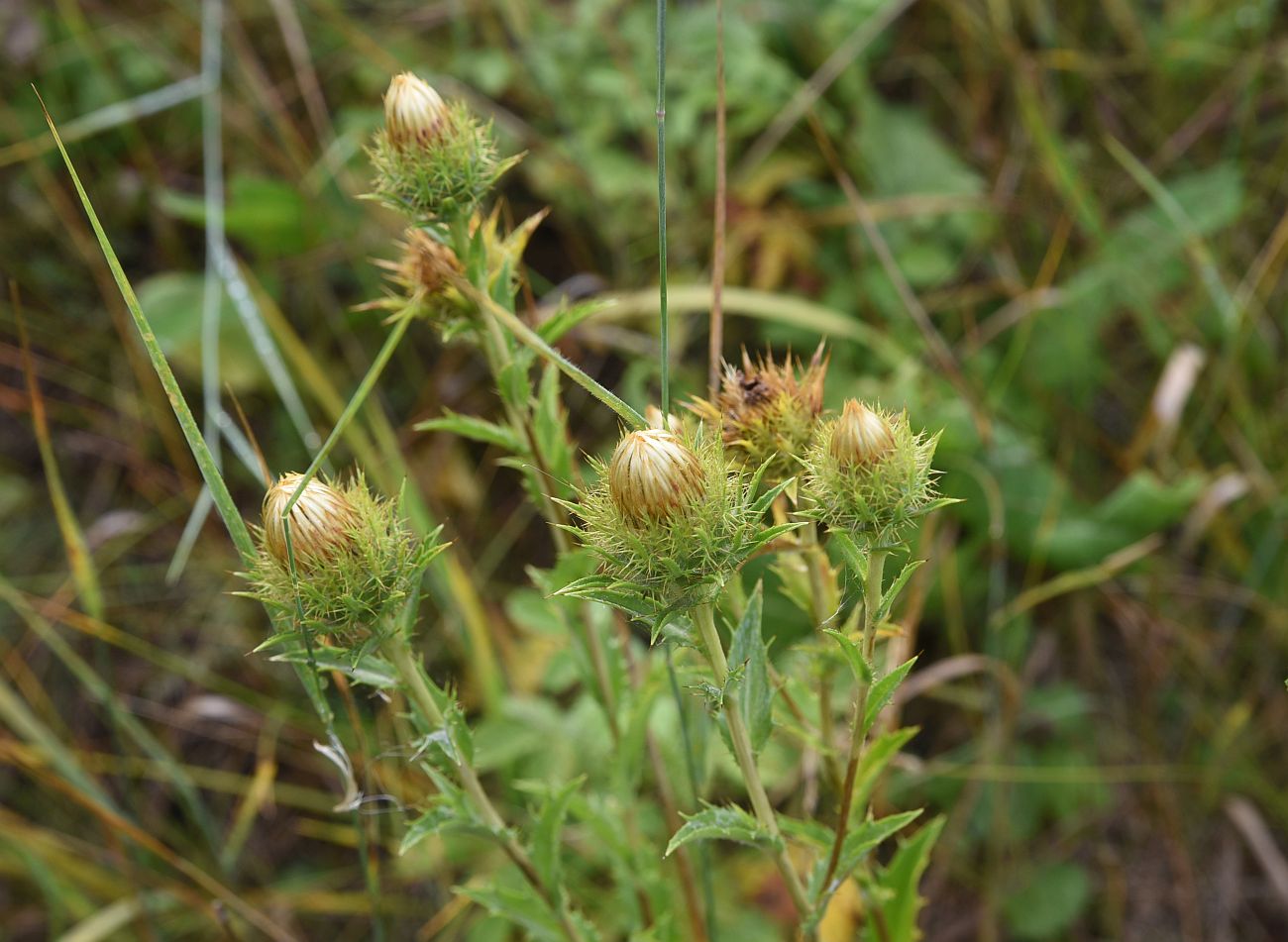 Изображение особи Carlina biebersteinii.